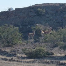 Guanaco family